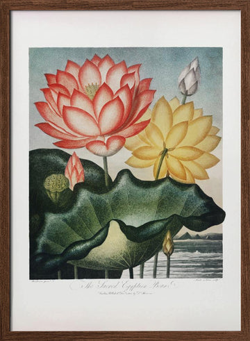 The Sacred Egyptian Bean from The Temple of Flora (1807) | Poster - Walnut Frame Interior
