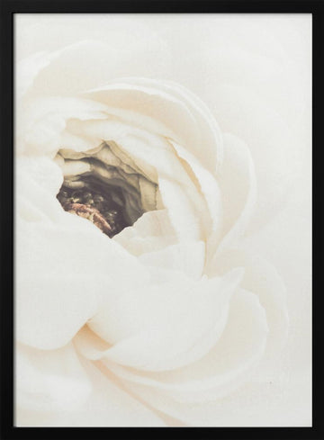 Soft White Ranunculus Bloom | Poster - Black Metal Frame Interior