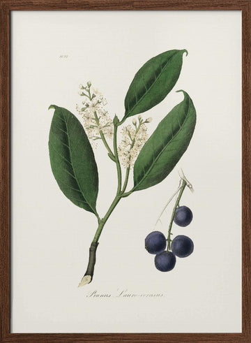 Cherry Laurel (prunus Laurocerasus) Medical Botany | Poster - Walnut Frame Interior