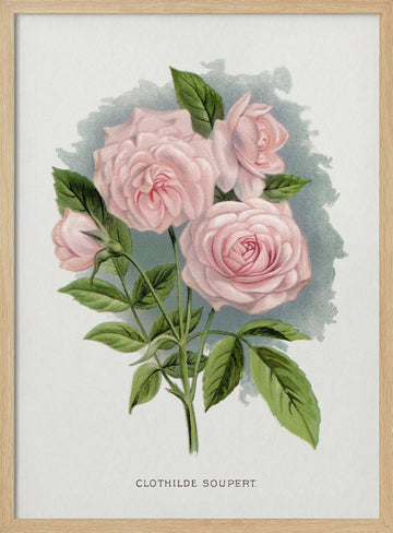 Pink Rose, Clothilde Soupert Lithograph | Poster - Wood Frame Interior