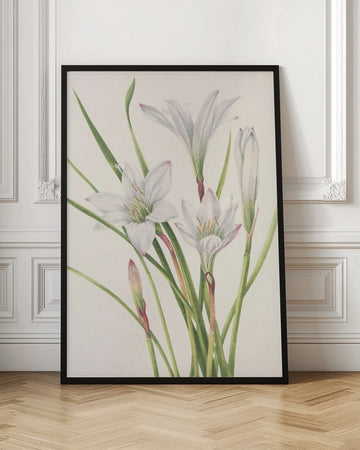 Atamasco Lily From North American Wildflowers (1925) By Mary Vaux Walcott | Poster - Room Interior 1