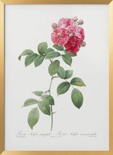 Seven Sisters Roses, Les Roses (1817–1824) | Poster - Gold Frame Interior