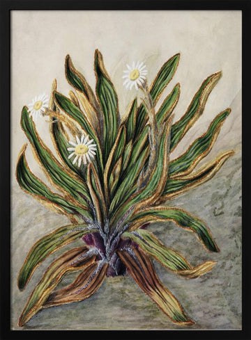 Mountain Daisy Drawn By Sarah Featon (1848–1927) | Poster - Black Metal Frame Interior