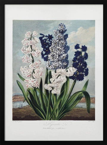 Hyacinths from The Temple of Flora (1807) | Poster - Black Metal Frame Interior