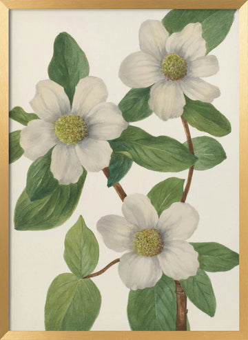 Pacific Dogwood | Poster - Gold Frame Interior