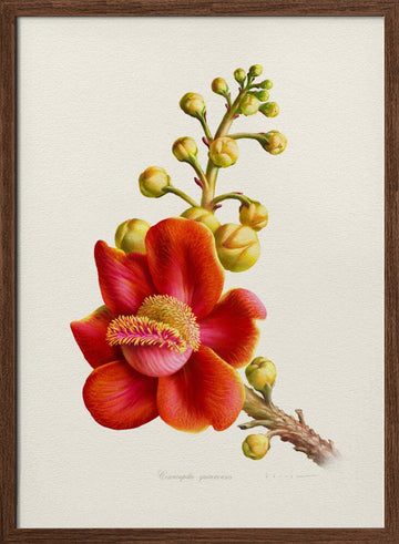 Vibrant Cannonball Flower | Poster - Walnut Frame Interior