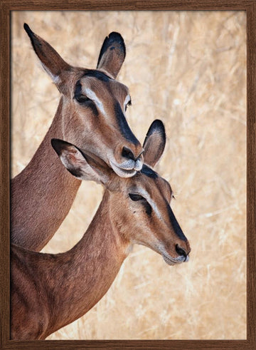 Gentle Impala Embrace | Poster - Walnut Frame Interior