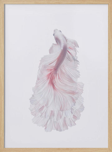 Pink Betta Elegance | Poster - Wood Frame Interior