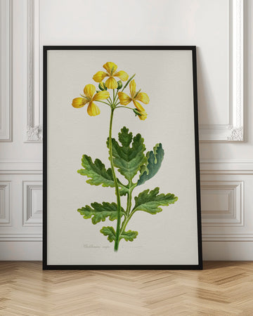 Vintage Celandine Botanical | Poster - Room Interior 1