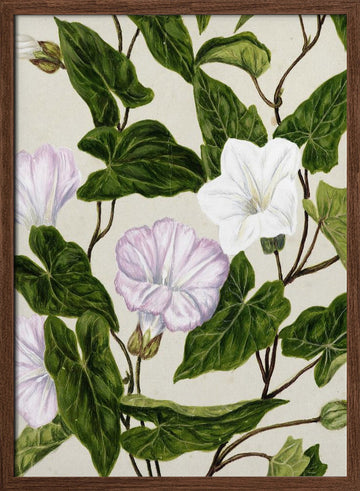 Bindweed Pohu By Sarah Featon (1848–1927) | Poster - Walnut Frame Interior