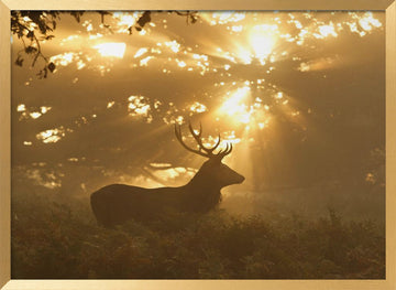 Stag in Golden Light | Poster - Gold Frame Interior