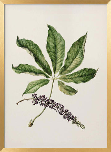 Antique Plant Drawn By Sarah Featon (1848–1927) | Poster - Gold Frame Interior