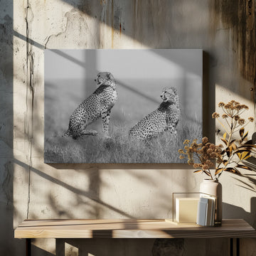 African Cheetahs Watching | Canvas - Room Interior 2