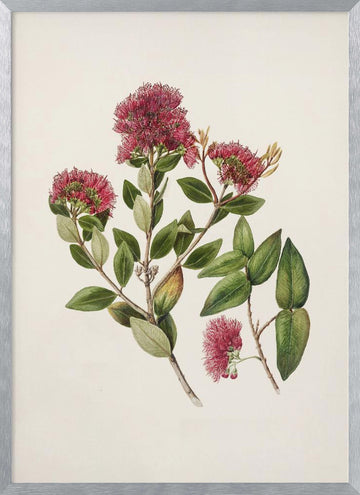 Rata By Sarah Featon (1848–1927) | Poster - Silver Frame Interior