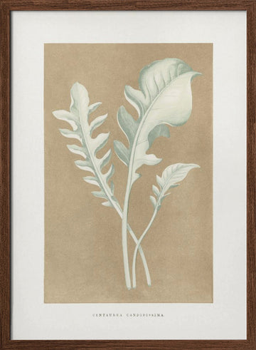 Centaurea Candidissima Leaf Illustration | Poster - Walnut Frame Interior