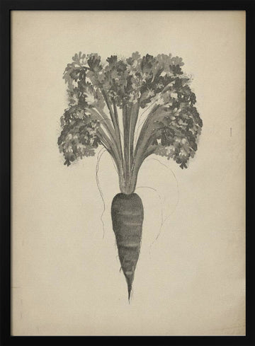 Botanical Carrot Drawing | Poster - Black Metal Frame Interior