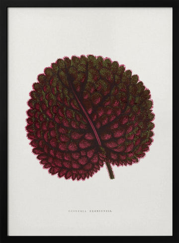 Pink Gesneria Exoniensis Leaf Illustration | Poster - Black Metal Frame Interior