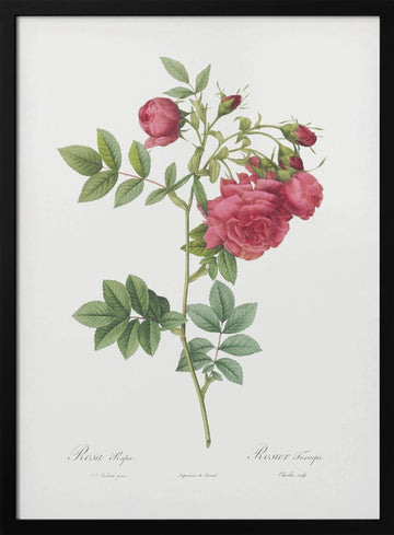 Turnip Roses, Les Roses (1817–1824) | Poster - Black Metal Frame Interior