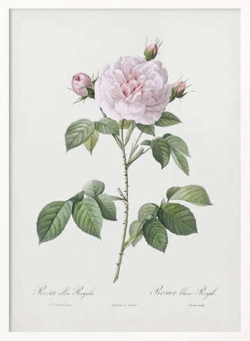 Royal White Rose, Les Roses (1817–1824) | Poster - White Frame Interior