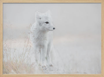 Serene Arctic Fox | Poster - Wood Frame Interior