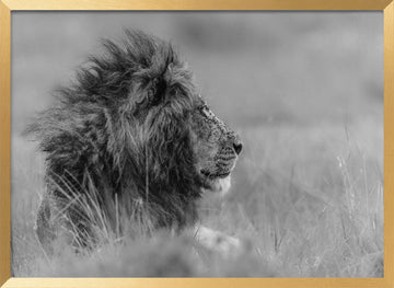 Majestic Lion Profile | Poster - Gold Frame Interior