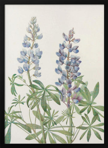 Sundial Lupine From North American Wildflowers (1925) By Mary Vaux Walcott | Poster - Black Metal Frame Interior