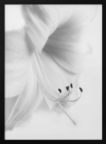 Elegant White Bloom | Poster - Black Metal Frame Interior