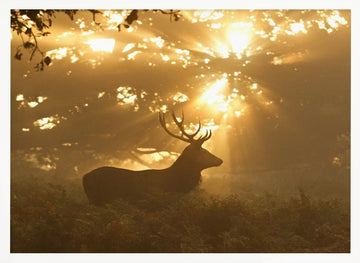 Stag in Golden Light | Poster - White Frame Interior