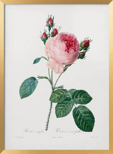 Rosier a Cent Feuilles, From Les Roses | Poster - Gold Frame Interior