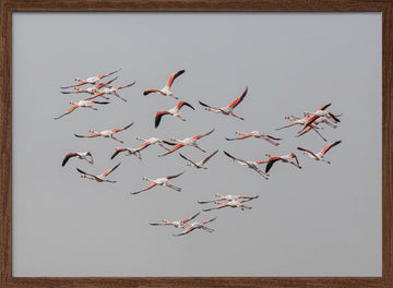 Flamingos In Flight | Poster - Walnut Frame Interior