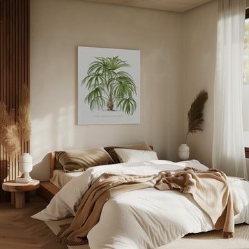Xxiv Acanthorhiza Aculeata | Canvas - Room Interior 2