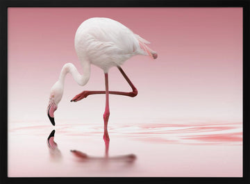 Pink Flamingo Reflection | Poster - Black Metal Frame Interior
