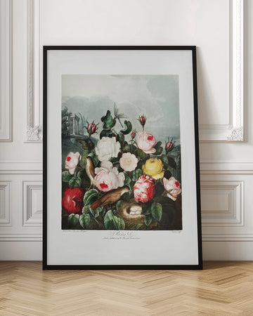 Roses from The Temple of Flora (1807) | Poster - Room Interior 1
