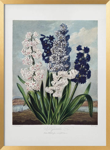 Hyacinths from The Temple of Flora (1807) | Poster - Gold Frame Interior