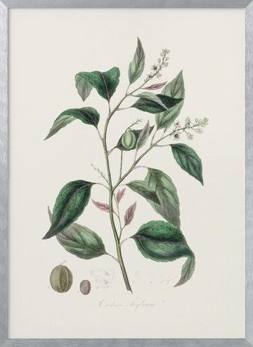 Purging Croton (croton Tiglium) Medical Botany | Poster - Silver Frame Interior