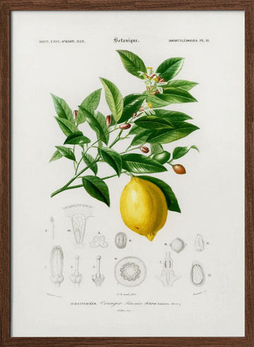 Lemon (citrus Limonium) | Poster - Walnut Frame Interior