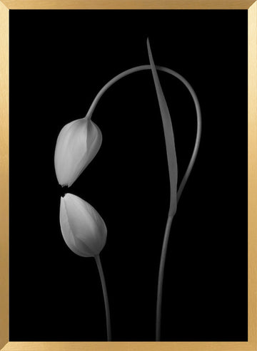 Monochrome Tulip Curves | Poster - Gold Frame Interior
