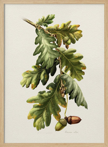 Botanical Oak Acorns | Poster - Wood Frame Interior