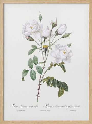 Rosa Gallica Pontiana, Les Roses (1817–1824) | Poster - Wood Frame Interior