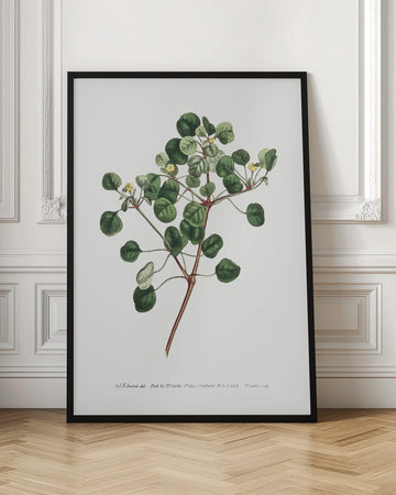 Euphorbia Petiolaris 1805   Flower Garden Displayed By Francis Sansom | Poster - Room Interior 1