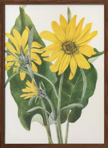 Balsamroot From North American Wildflowers (1925) By Mary Vaux Walcott | Poster - Walnut Frame Interior