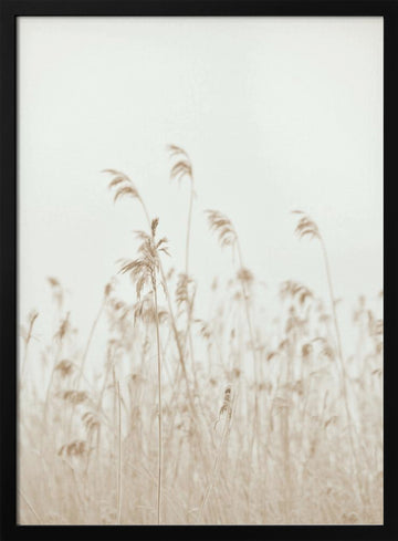 Soft Swaying Reeds | Poster - Black Frame Interior
