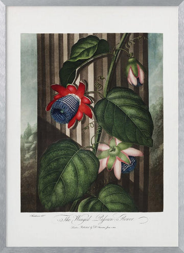 The Winged Passion-Flower from The Temple of Flora (1807) | Poster - Silver Frame Interior