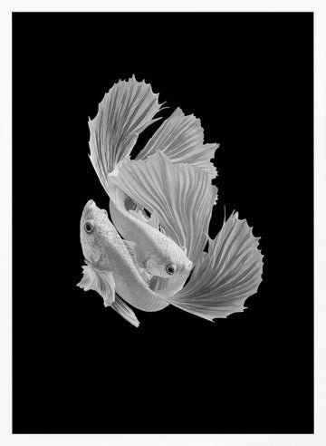 Betta Fish Dance | Poster - White Frame Interior