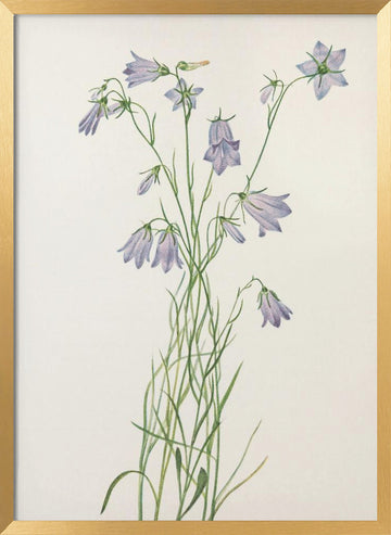 Harebell From North American Wildflowers (1925) By Mary Vaux Walcott | Poster - Gold Frame Interior