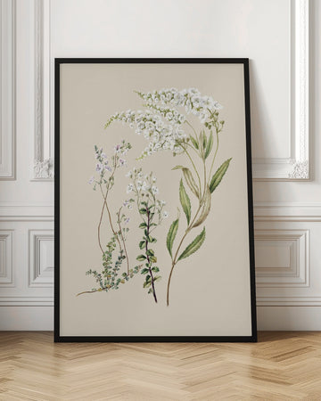 Veronica Drawn By Sarah Featon (1848–1927) | Poster - Room Interior 1