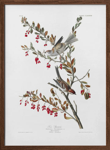Tree Sparrow From Birds of America (1827) | Poster - Walnut Frame Interior