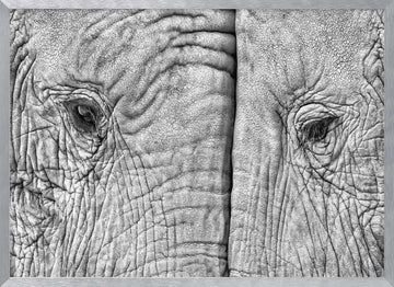 Monochrome Elephant Gaze | Poster - Silver Frame Interior
