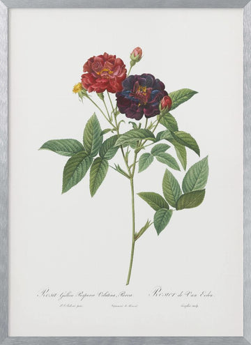 Rose of Van Eeden, Les Roses (1817–1824) | Poster - Silver Frame Interior