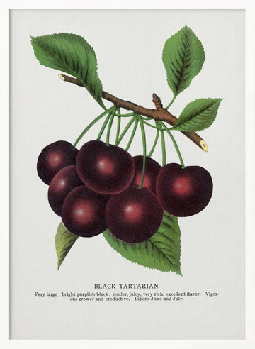 Black Tartarian Cherry Lithograph | Poster - White Frame Interior